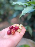 Organic Strictly High Grown (SHG) coffee beans
